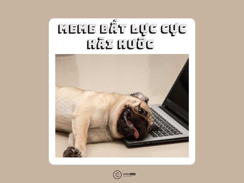 7749 meme bất lực cực hài hước cho dân cào phím | Coolmate - Coolmate